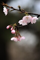 桜 花
