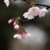 桜 花