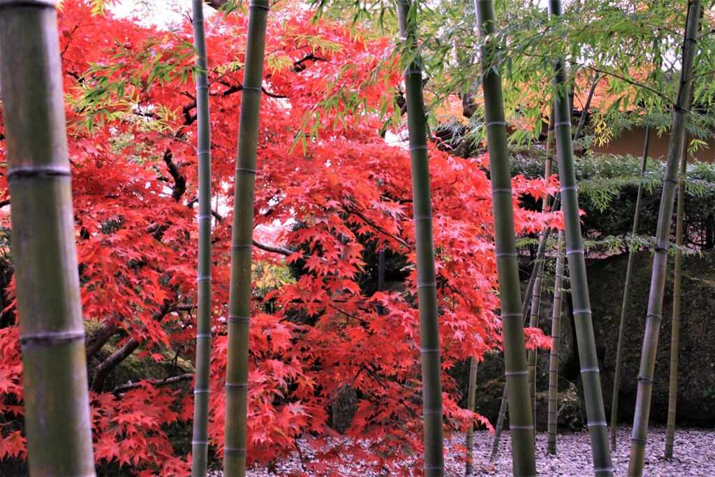 紅  葉