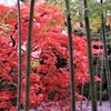 紅  葉