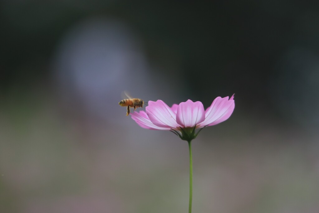秋桜と蜜蜂