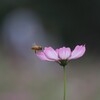 秋桜と蜜蜂