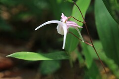 春到来(イカリ草)