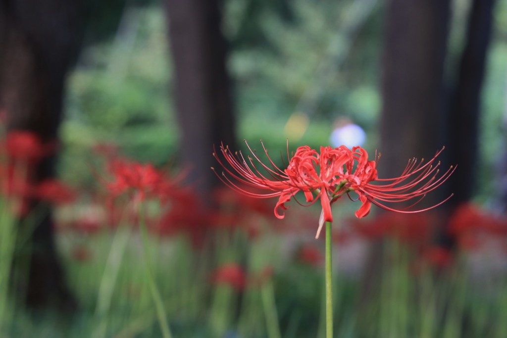 彼岸花・・・