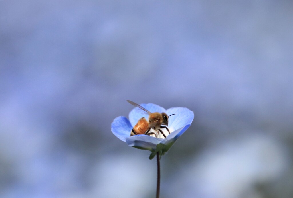 ネモフィラに蜜蜂