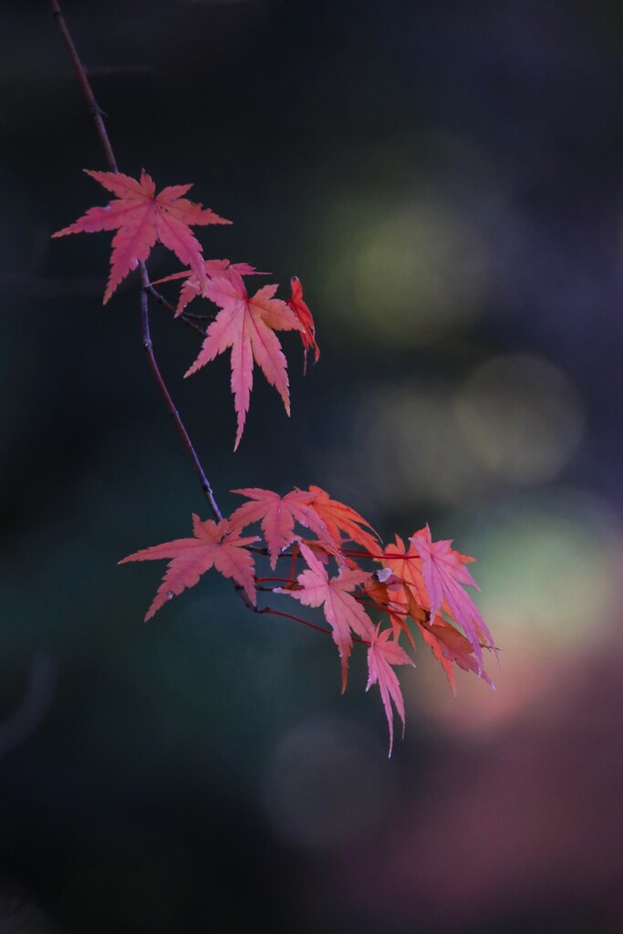 紅 葉