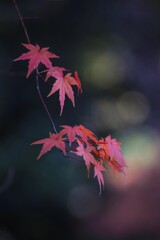 紅 葉
