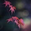 紅 葉