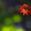 紅葉