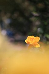 春 薔 薇