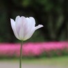 チューリップ