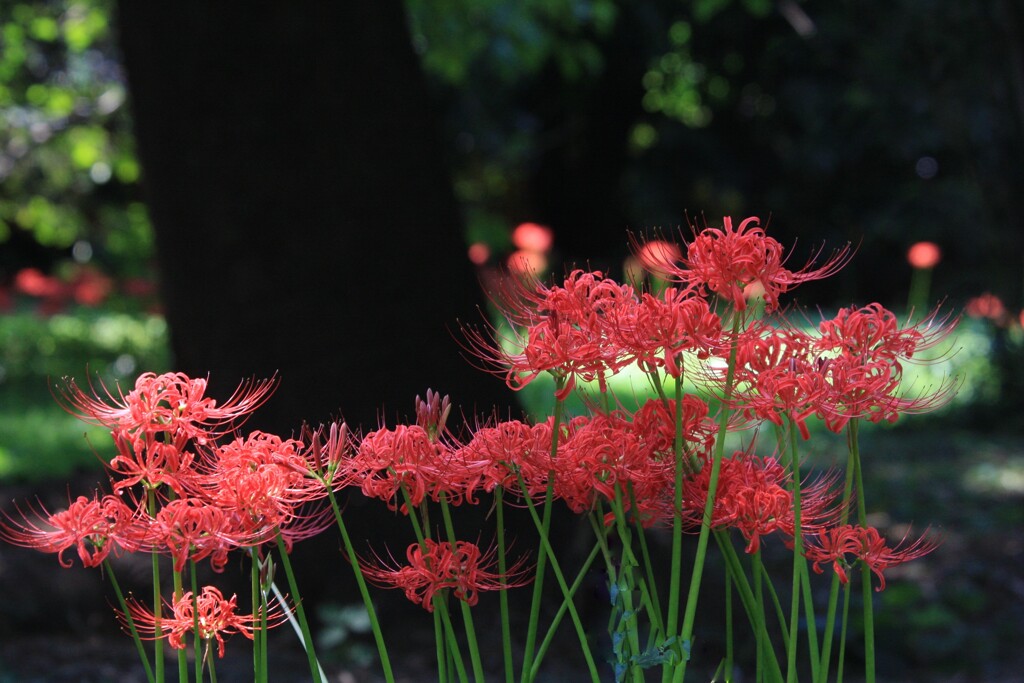 彼  岸  花