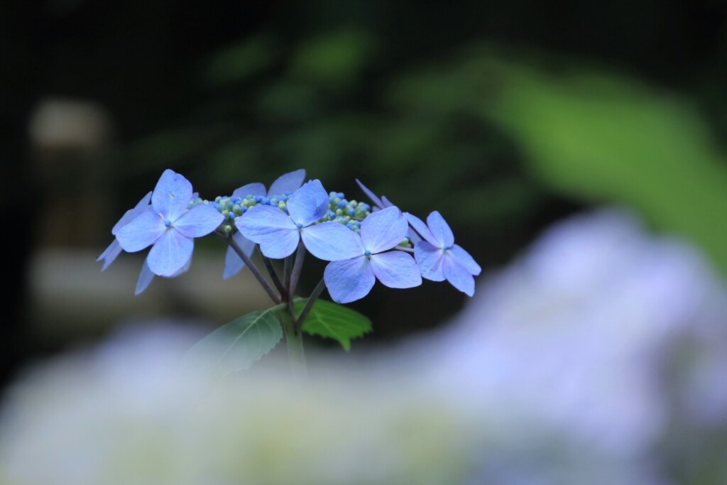 紫  陽  花