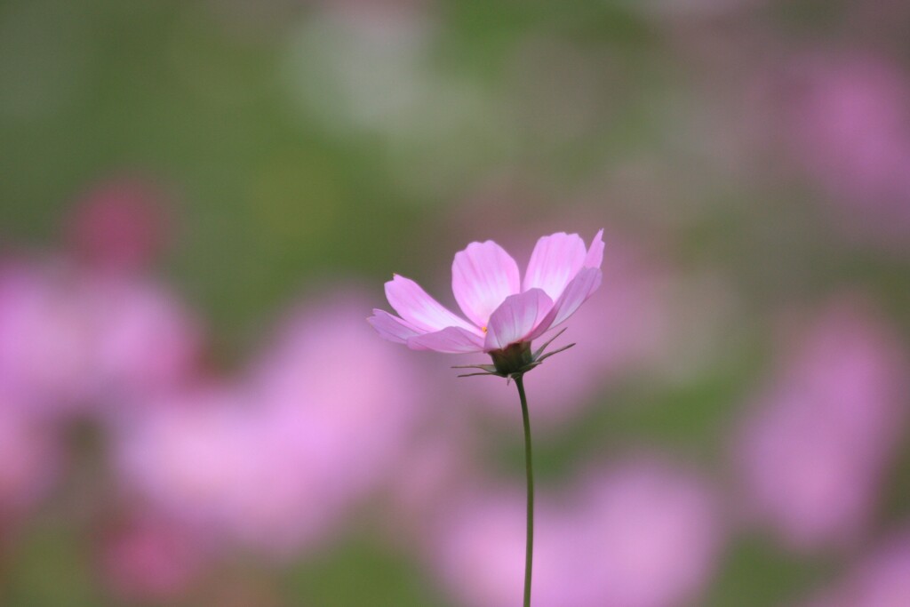 秋桜