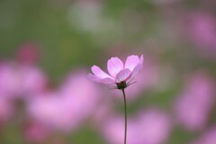 秋桜