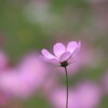 秋桜
