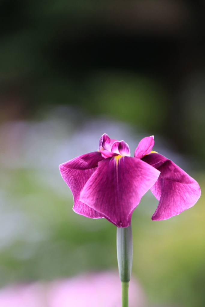 菖 蒲