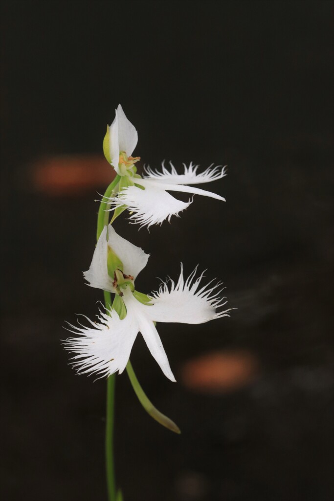 鷺 草