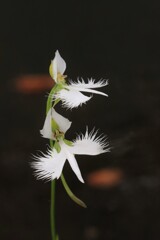 鷺 草