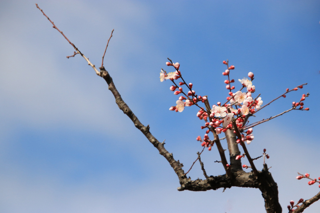 梅花