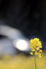 菜 の 花