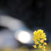 菜 の 花