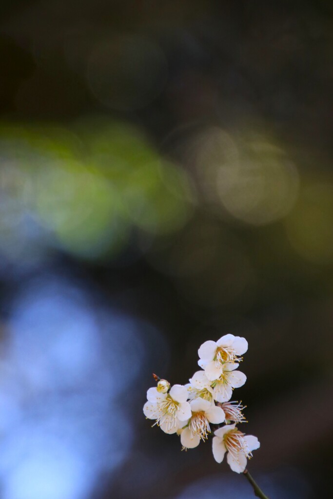 梅 花