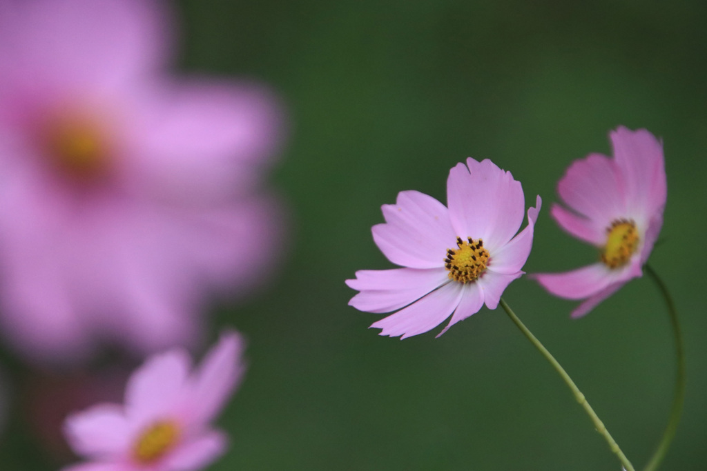 秋  桜