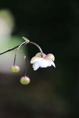 蓮 華 升 麻