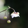 蓮 華 升 麻