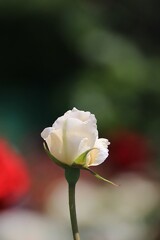 春 薔 薇