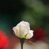 春 薔 薇