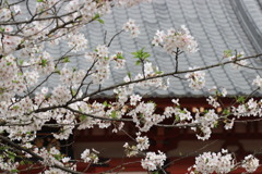 桜  花