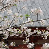 桜  花