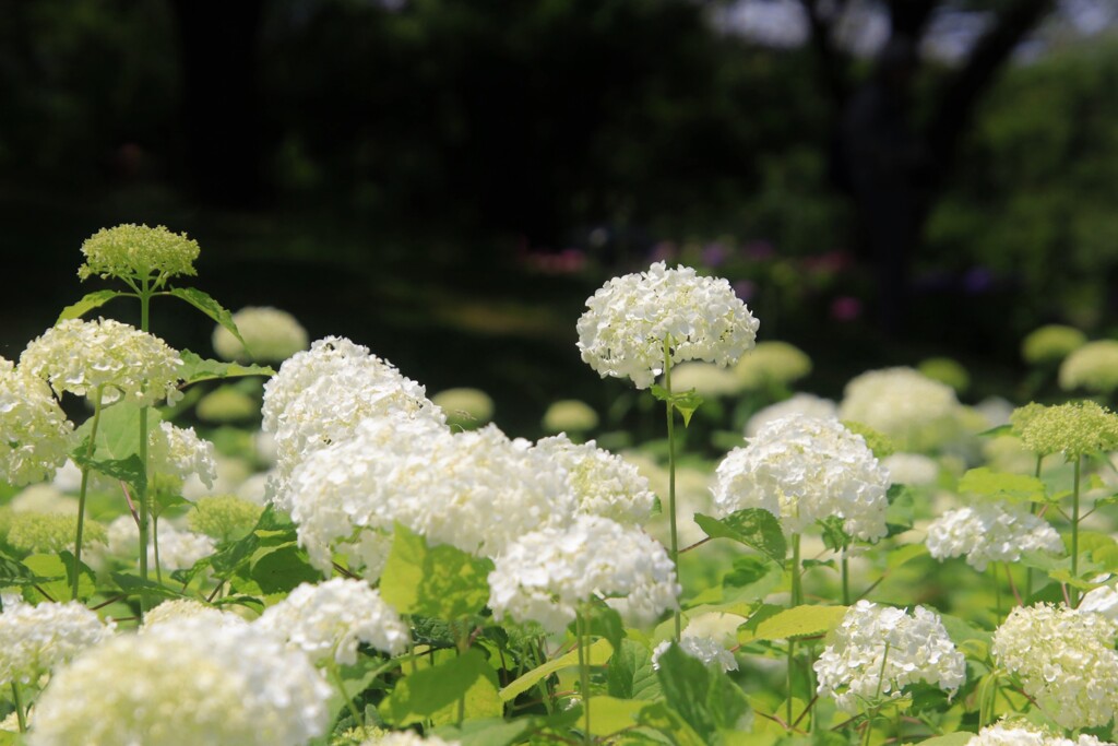 紫  陽  花