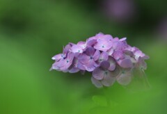 紫陽花