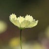 秋桜