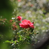 秋風に薔薇