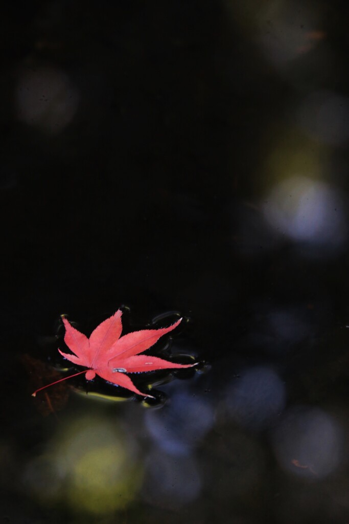 秋景色・落葉