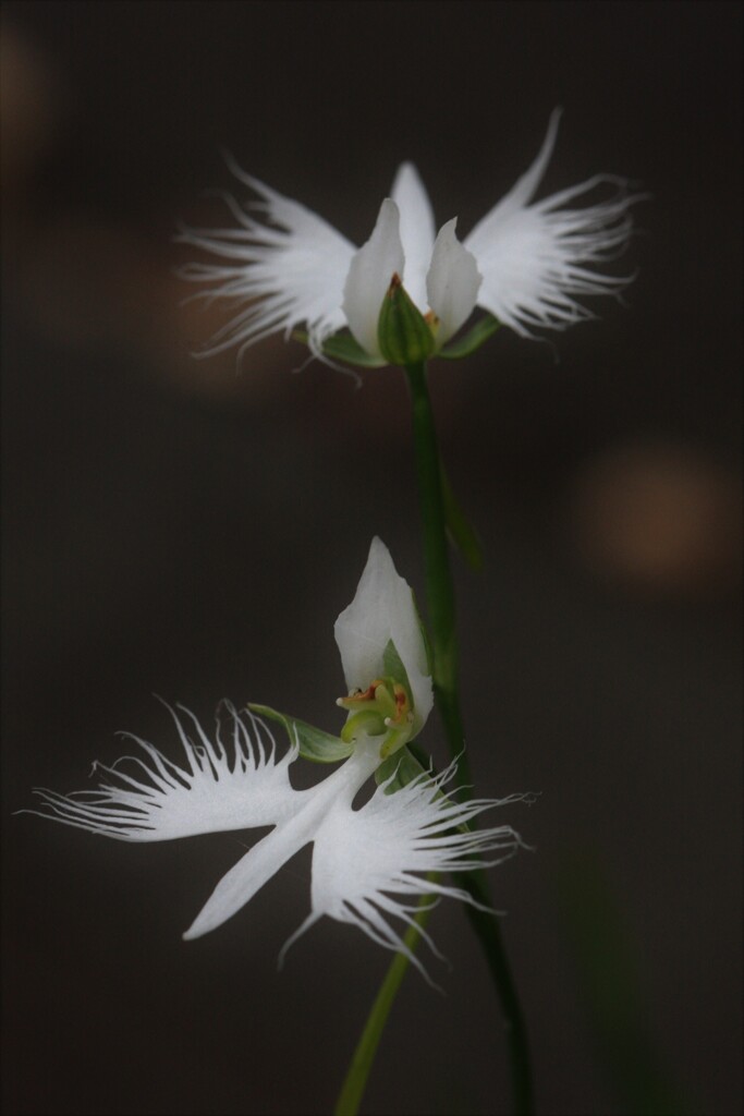 鷺 草