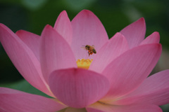 ハスに蜜蜂
