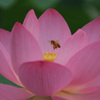 ハスに蜜蜂