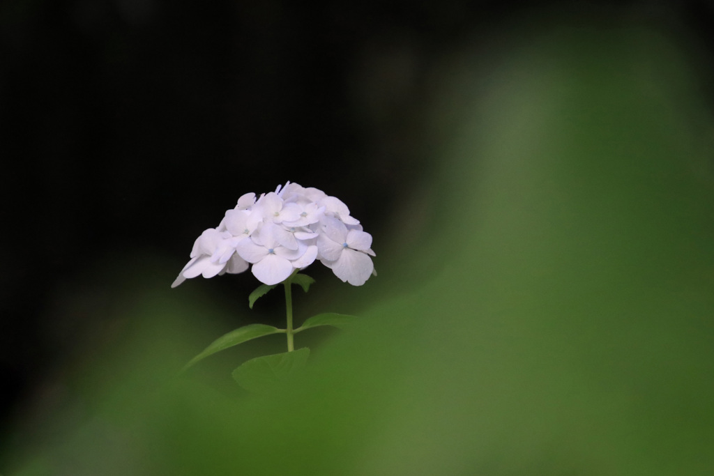紫  陽  花