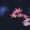 ●落葉●