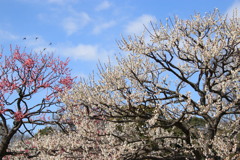 梅  花