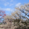 梅  花