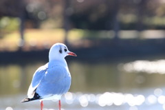 野 鳥(ひと休み)