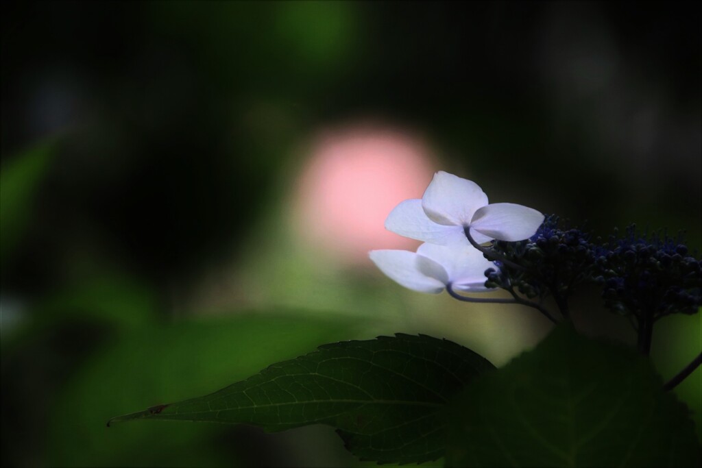 紫陽花