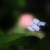 紫陽花