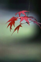 紅 葉